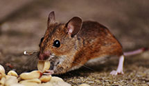 24 Hour & Emergency Exterminators in Kayenta, UT